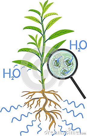 Scheme of plant transpiration and stomatal complex of green leaf under magnifying glass isolated on white Vector Illustration